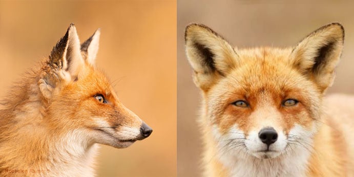 Side by side comparison of fox faces