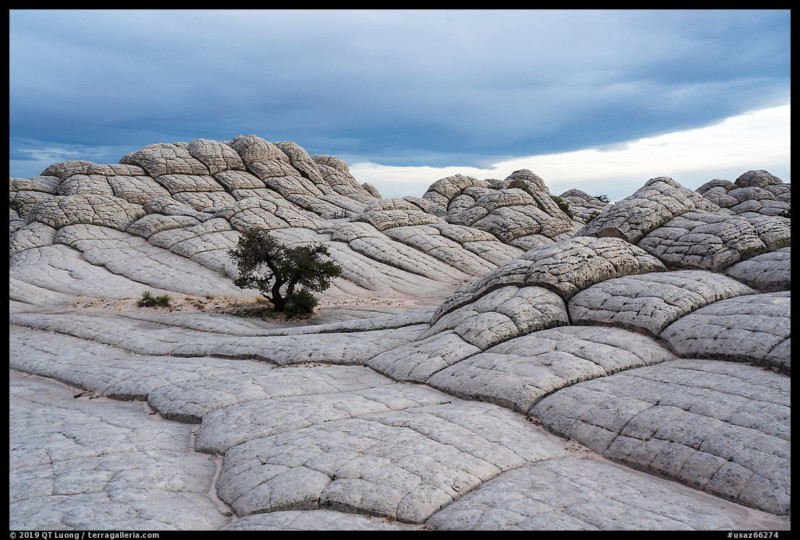 Lone tree on cross-bedding