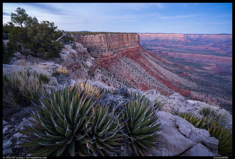 Succulents on Grand Canyon Rim at dusk