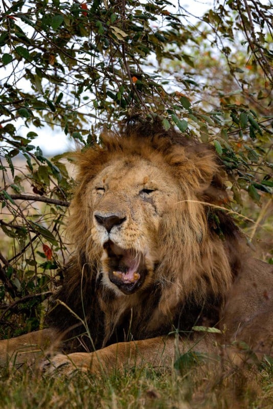 A photo of Morani, the oldest lion in Kenya