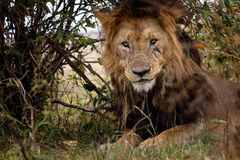 A photo of Morani, the oldest lion in Kenya