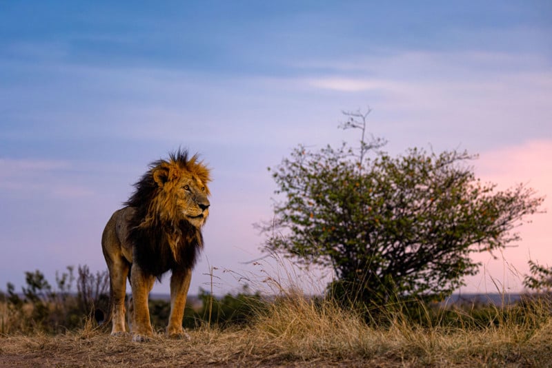 A photo of Morani, the oldest lion in Kenya