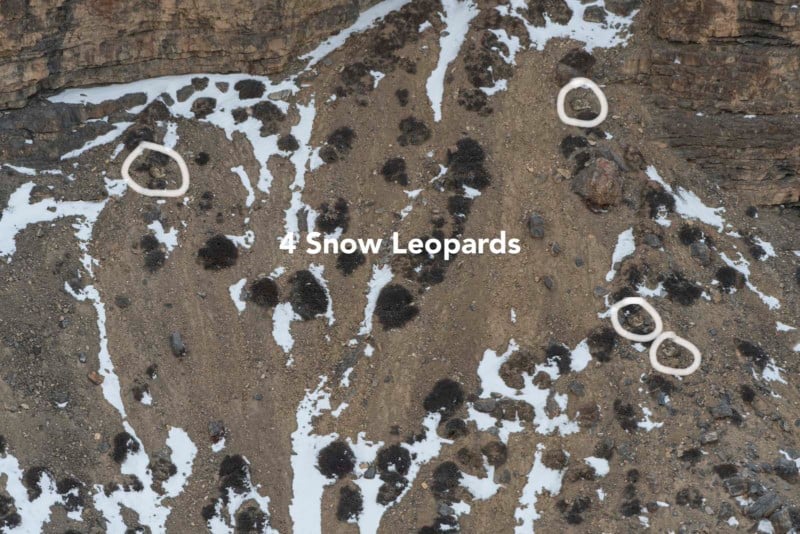 Can You Spot the Snow Leopards in These Photos?