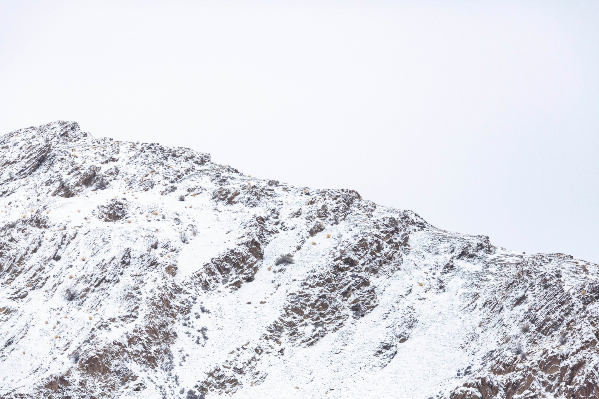 Can You Spot the Snow Leopards in These Photos? | PetaPixel