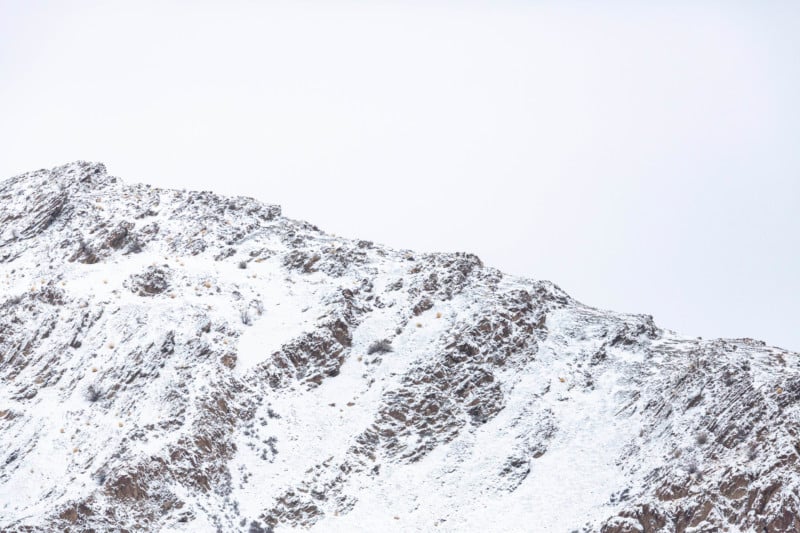 Can You Spot the Snow Leopards in These Photos?