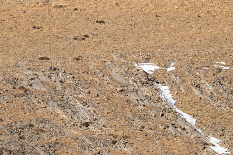 Can You Spot the Snow Leopards in These Photos?