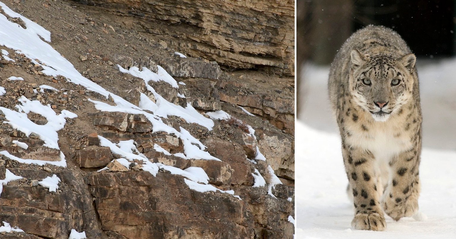 Can You Spot the Snow Leopards in These Photos? PetaPixel