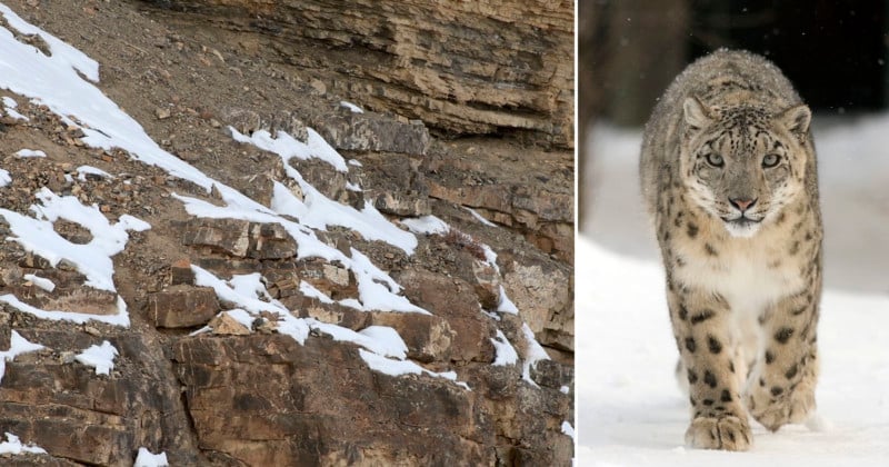 Can You Spot the Snow Leopards in These Photos? | PetaPixel