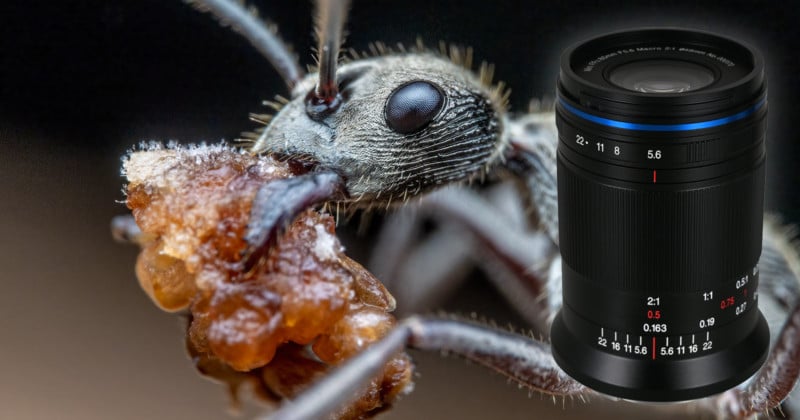 Laowa 85mm f/5.6 Review: The Smallest 2x Macro Packs a Big Punch