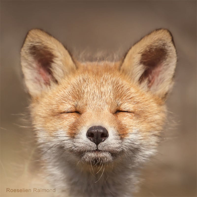 A portrait of a fox squinting