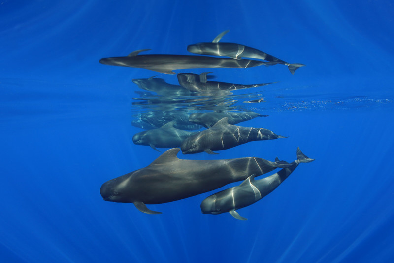 A group of pilot whales