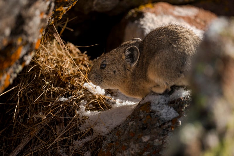 The Mighty American Pika