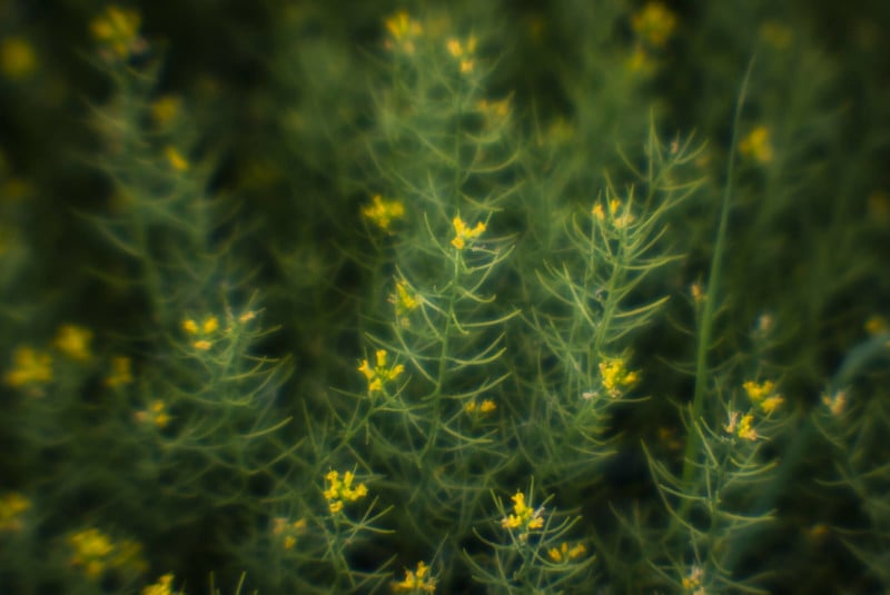 Closeup of a flower