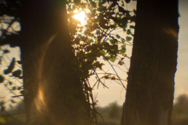 Sunlight shining through grasses and trees