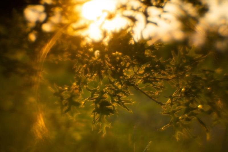 Sunlight shining through grasses and trees