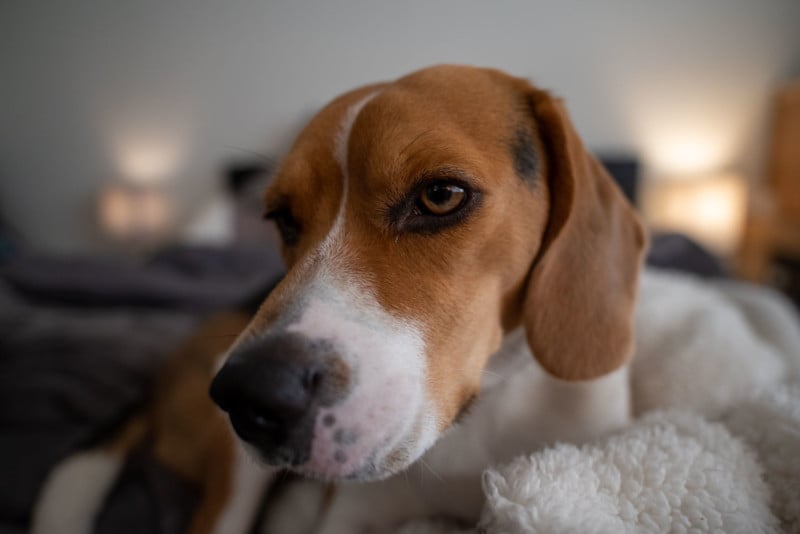 pentax 21mm f/2.4 Close Up Dog Portrait - Bokeh Test 1