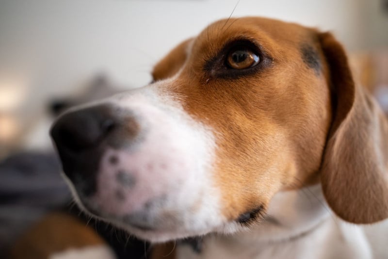 pentax 21mm f/2.4 Close Up Dog Portrait - Bokeh Test 1