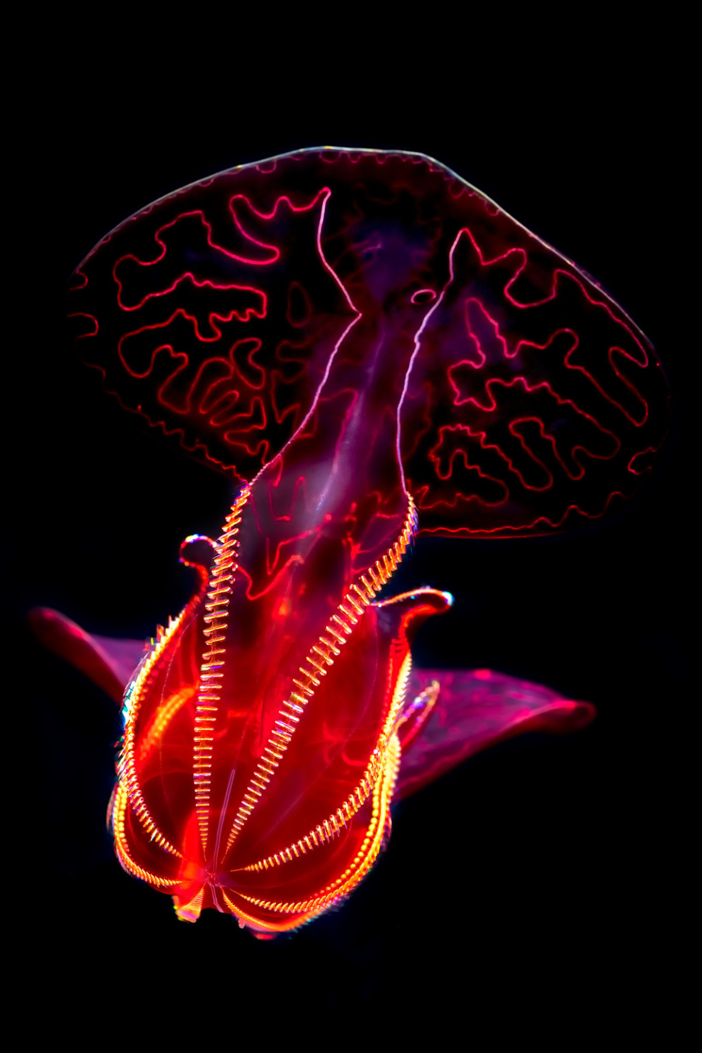 Into the Deep Photos of Incredible Creatures from the Ocean’s Depths