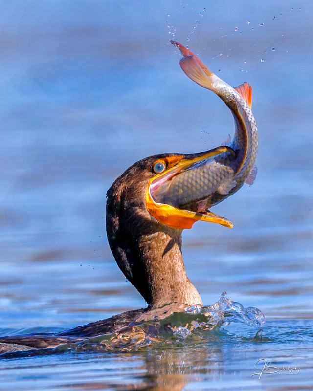 bird with fish