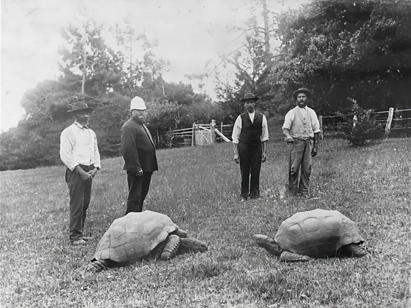 Jonathan the tortoise with an unnamed tortoise in 1886