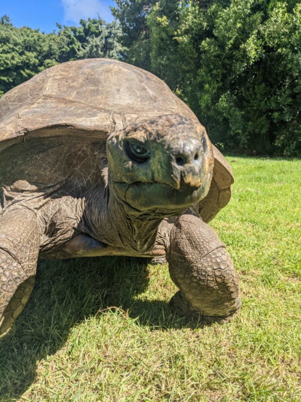 Jonathan the 190 year old tortoise