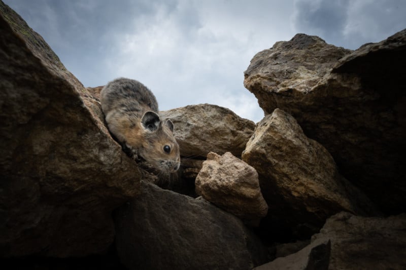A photo of a pika on a rock