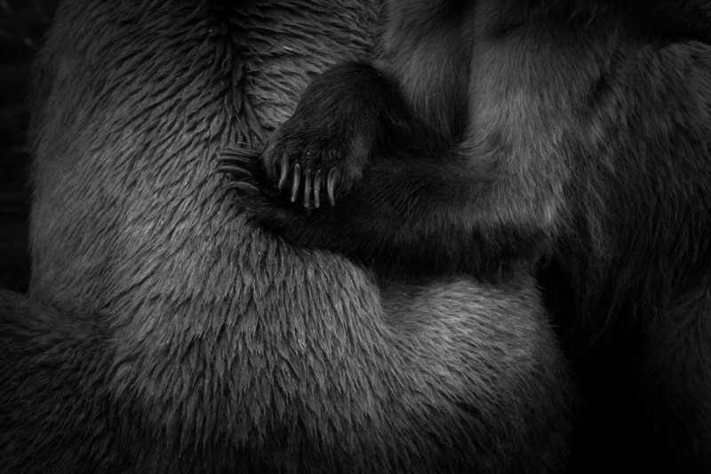 A black and white photo of a bear cub with its mother