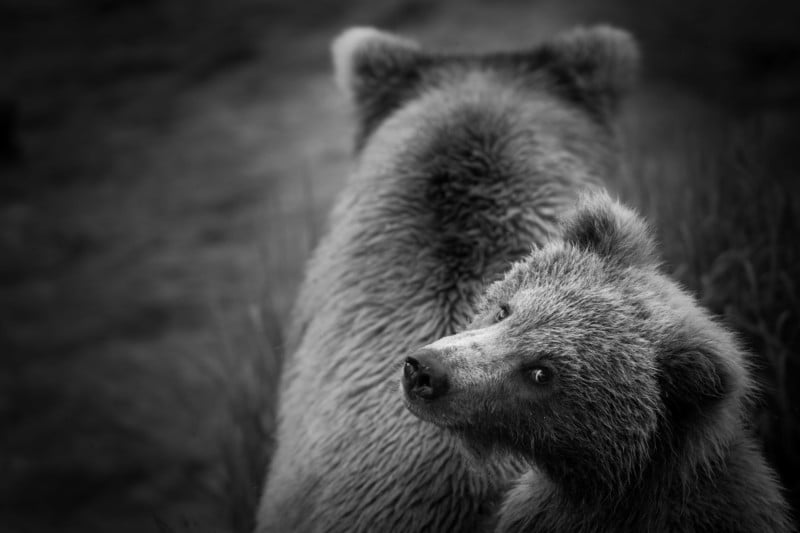 A black and white photo of a bear cub with its mother