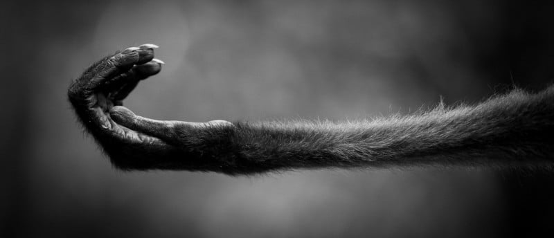 A photo of a primate's extended arm