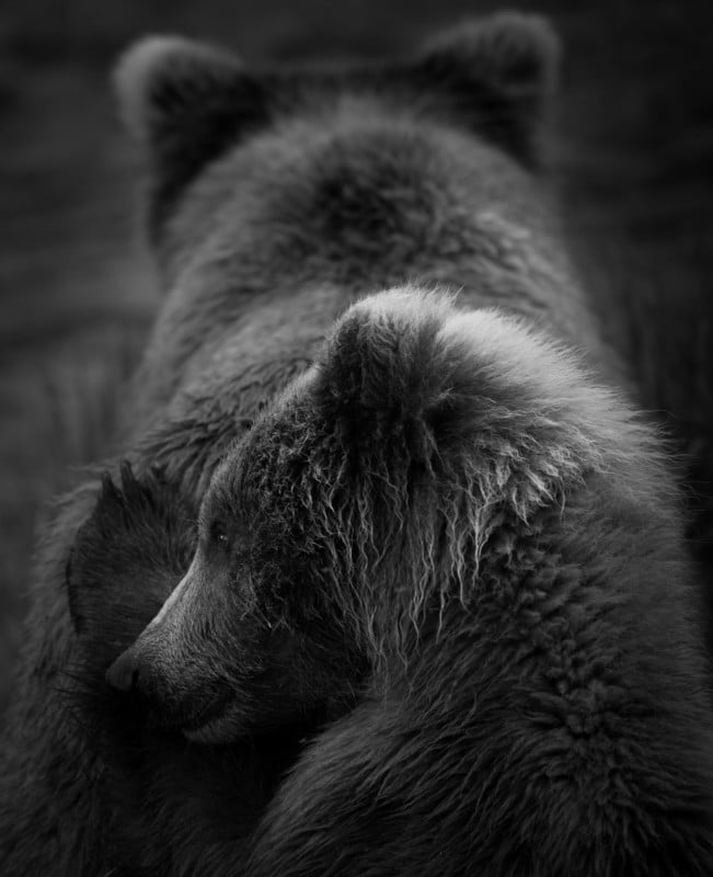 A black and white photo of a bear cub with its mother
