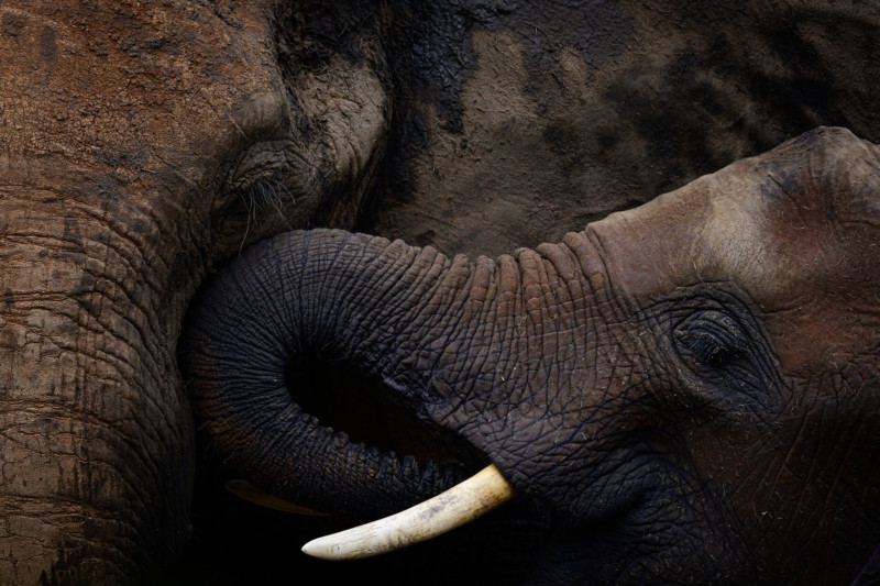 A photo of an elephant calf nuzzling its mother