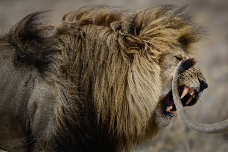 A photo of a lion biting another lions tail