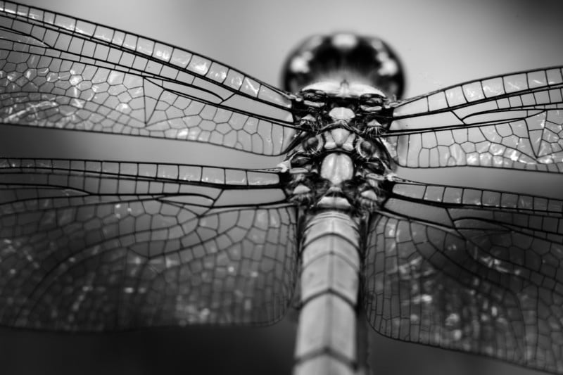 A black and white photo of a dragonfly's wings