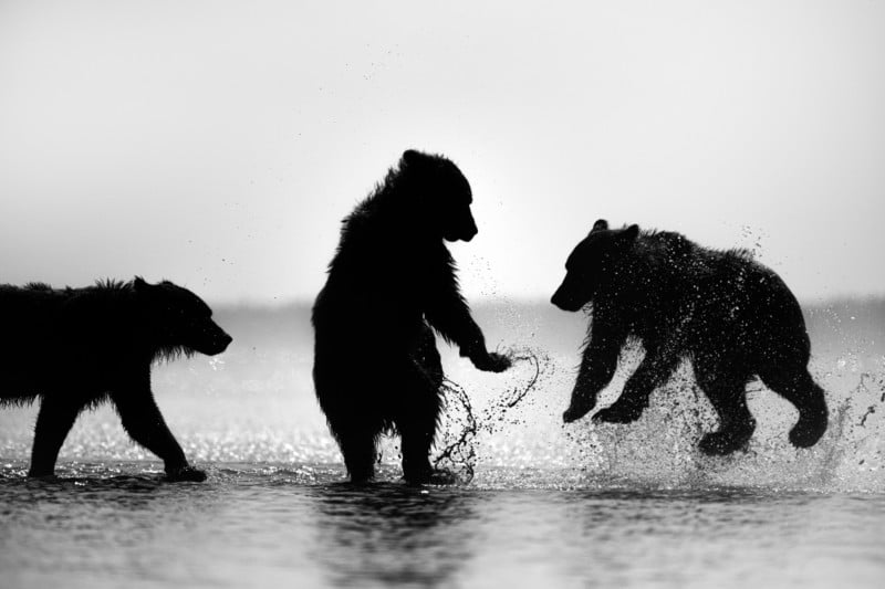 A black and white photo of wild bears