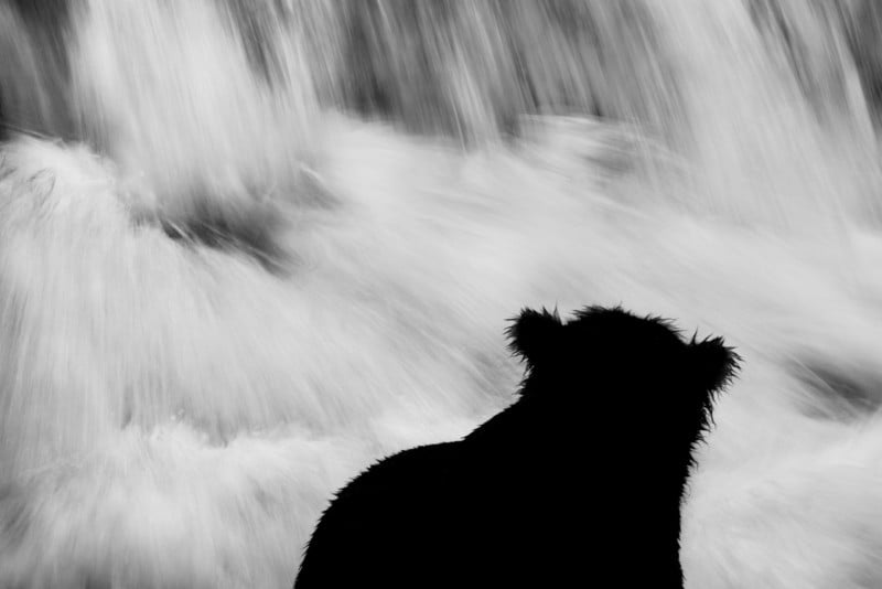 A black and white photo of wild bears