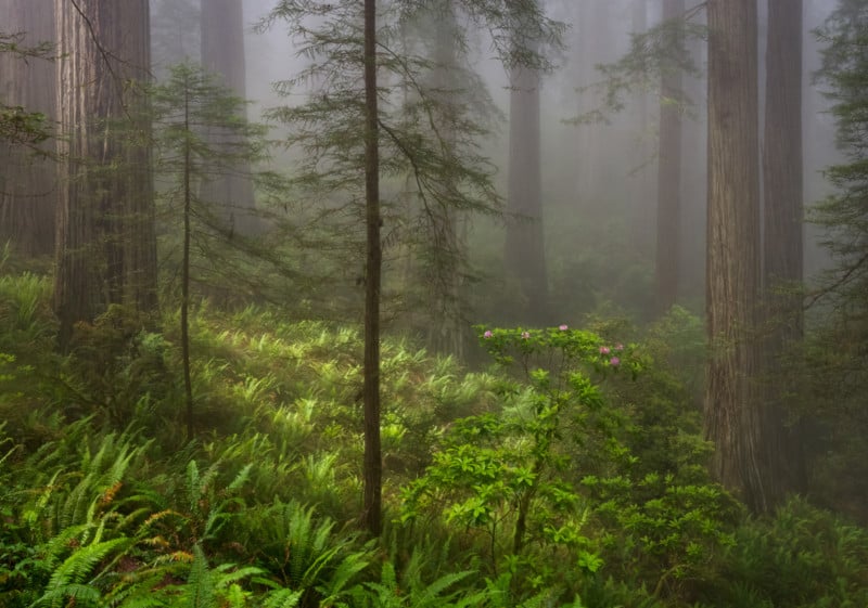 Redwoods, ferns, and rhododendrons, northern California