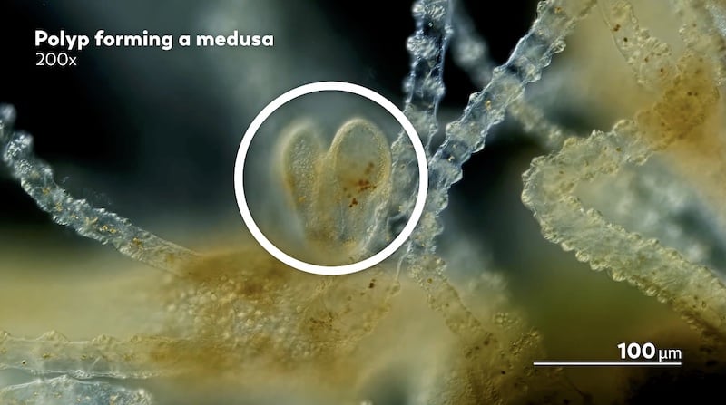 Polyp Growth on a "fake" jellyfish
