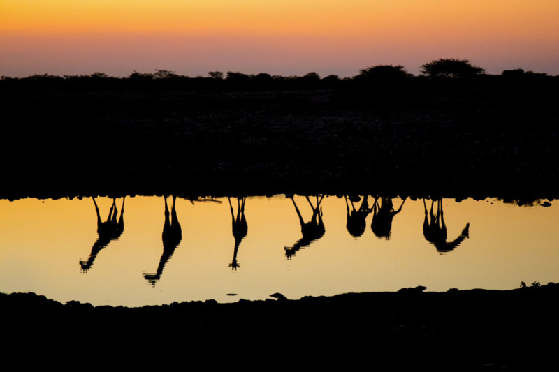 Giraffe silhouettes reflected in water hole 