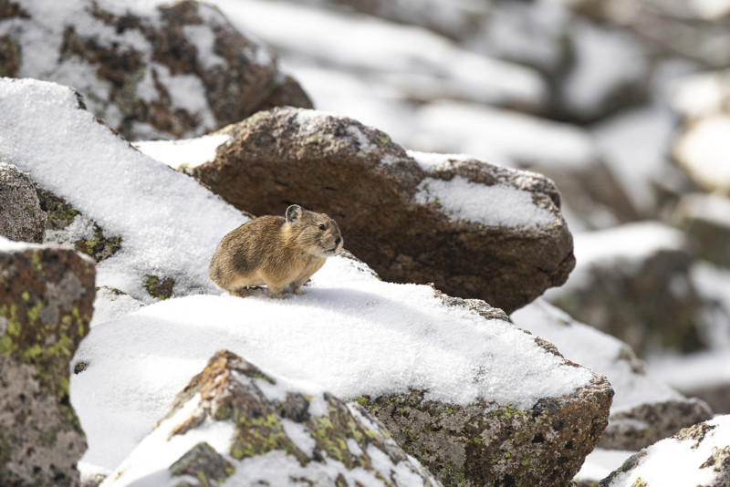 The American pika: A case study in wildlife acclimating to climate change