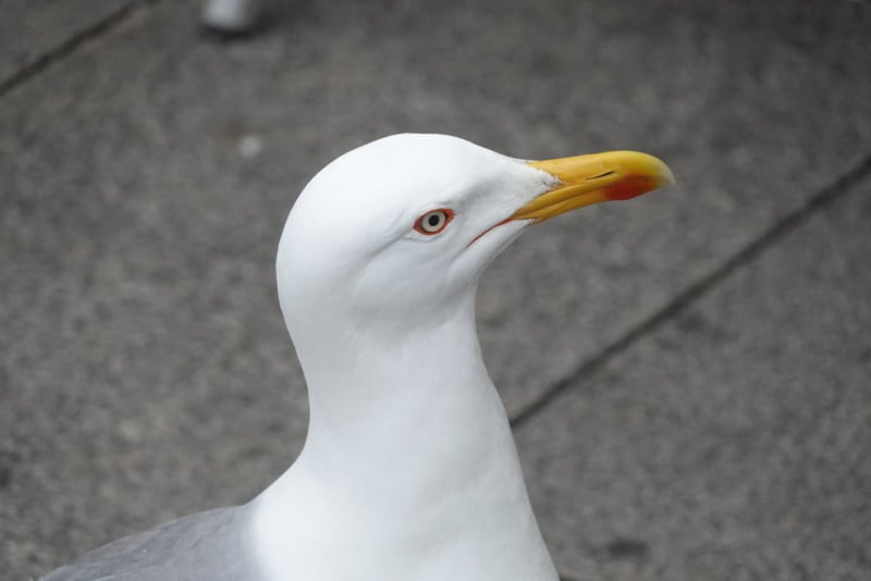 A closeup of a seagull