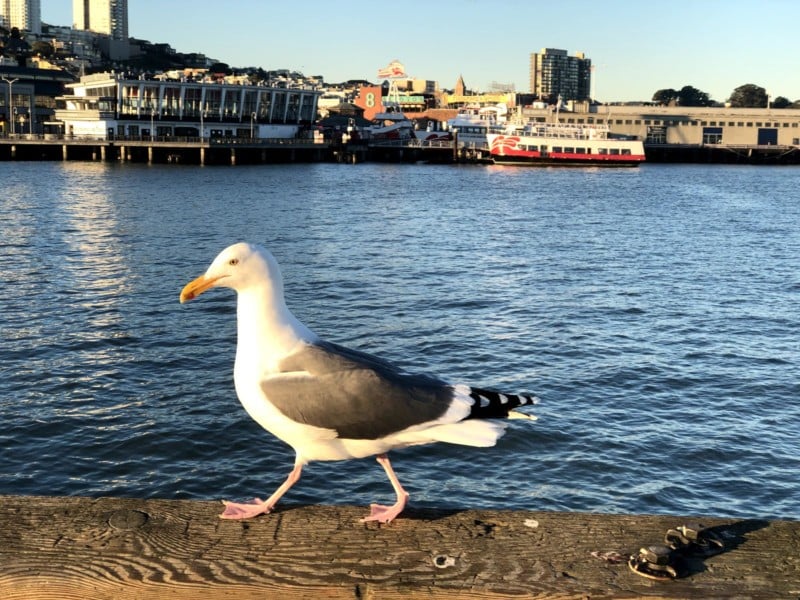 A seagull walking on a wall next to water