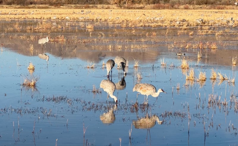 Birds in a pond in the Bosque Del Apache Nature Reserve