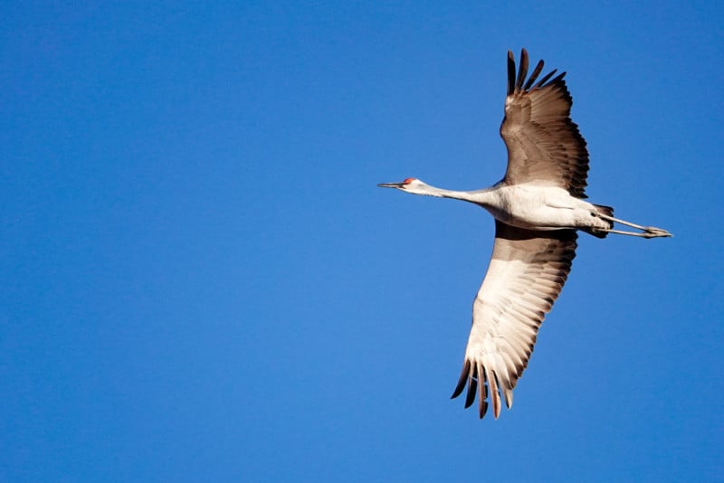 A bird in flight at the Bosque Del Apache nature preserve
