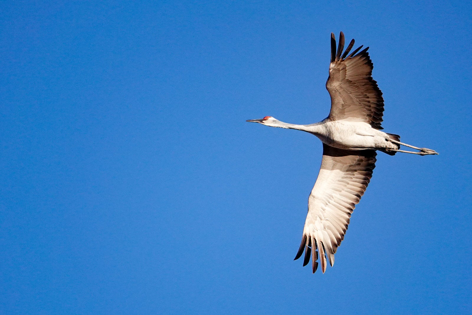 Photographing Birds with an iPhone: Leave the 600mm Lens at Home ...