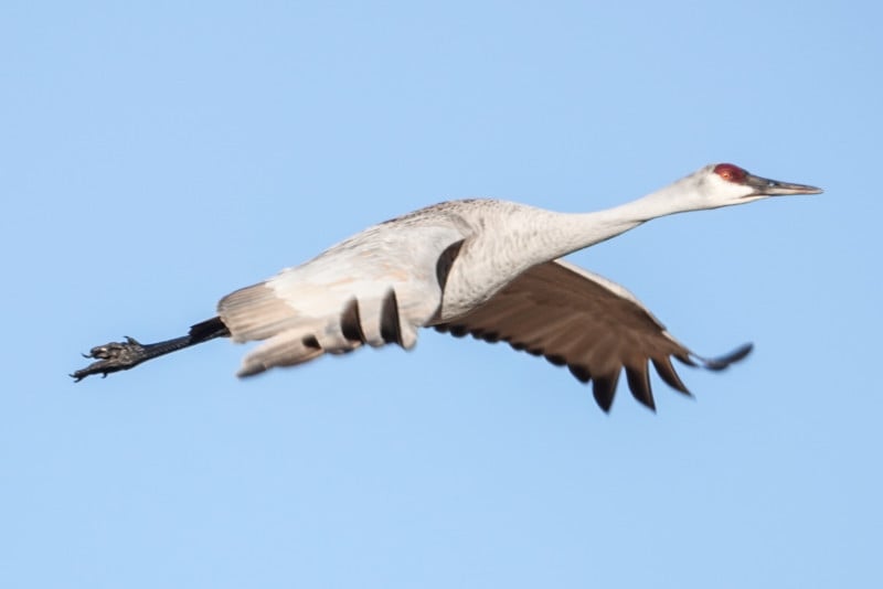 A bird in flight at the Bosque Del Apache nature preserve
