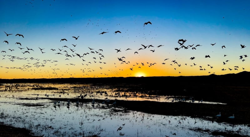 Birds take off at sunrise in the Bosque Del Apache Nature Reserve