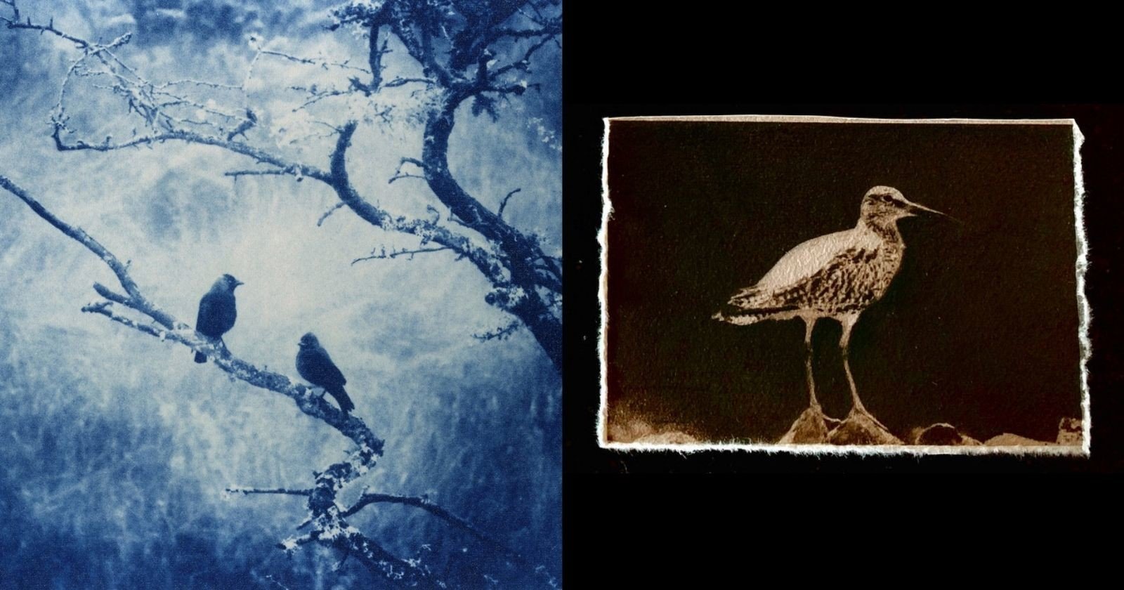 Photographer’s Jackdaw Cyanotype Series Helped Her Cope with Grief