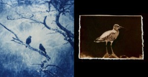Cyanotype prints of birds