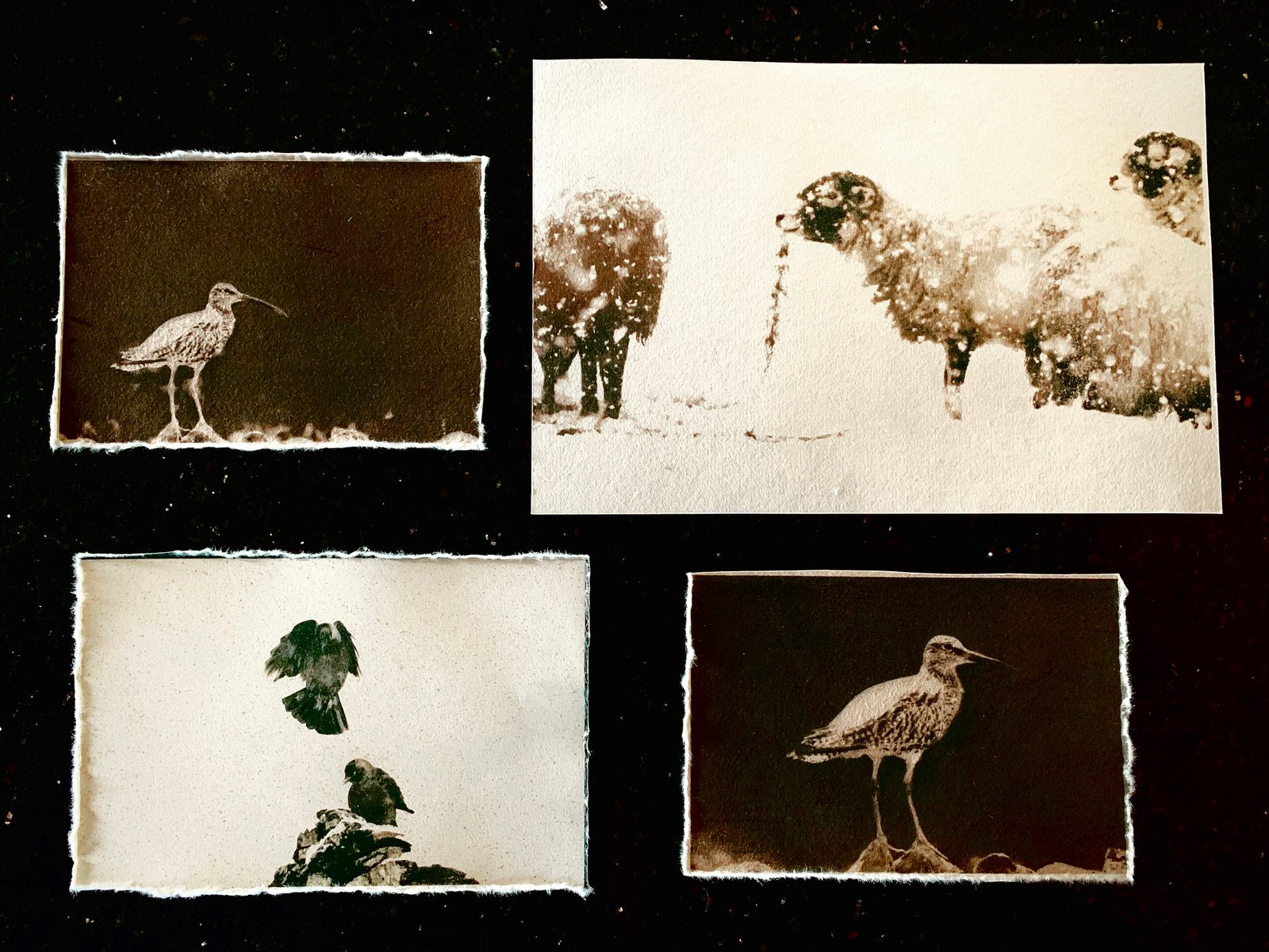 tea-toned cyanotypes of wildlife