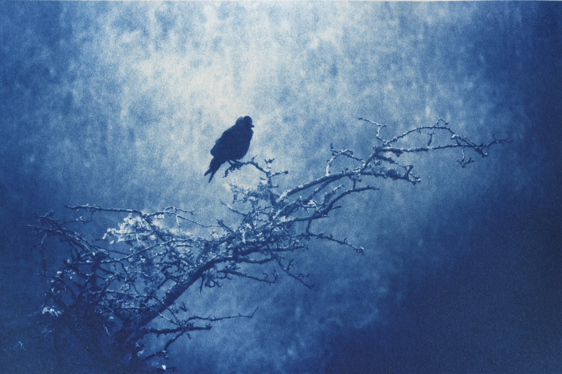 Cyanotype print of birds